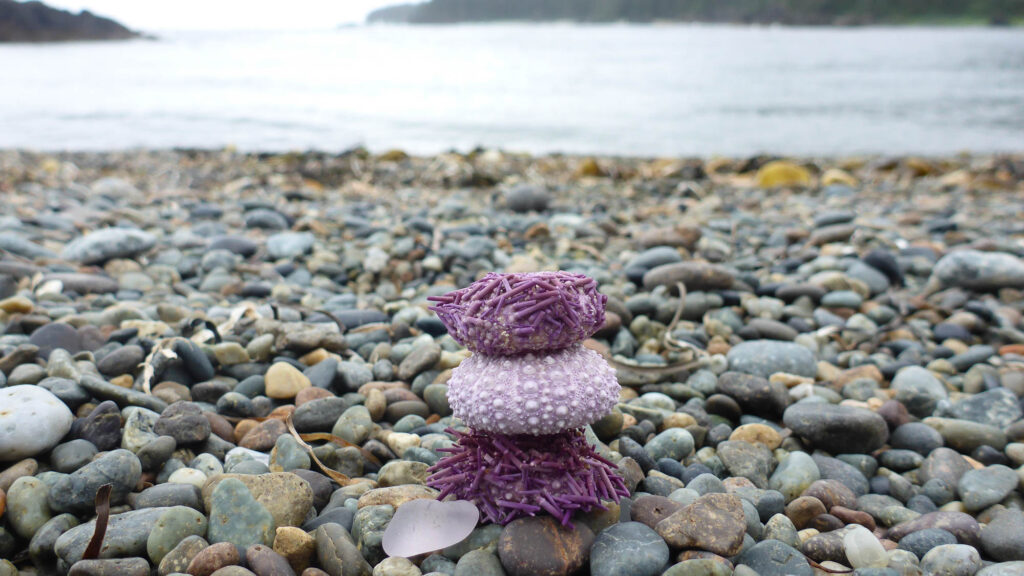 Purple sea glass beside a sea urchin shell on a North Vancouver Island beach